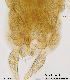  (Tanytarsus sp. 22XL - FA2-13)  @12 [ ] CreativeCommons - Attribution Non-Commercial Share-Alike (2015) NTNU University Museum, Department of Natural History NTNU University Museum, Department of Natural History