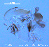  (Tanytarsus sp. 2XL - FA7-29)  @11 [ ] CreativeCommons - Attribution Non-Commercial Share-Alike (2016) NTNU University Museum, Department of Natural History NTNU University Museum, Department of Natural History