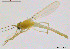  (Tanytarsus biwatrifurcus - FR13Y01)  @13 [ ] CreativeCommons - Attribution Non-Commercial Share-Alike (2014) NTNU University Museum, Department of Natural History NTNU University Museum, Department of Natural History