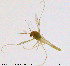  (Tanytarsus sp. 1XL - QDL02)  @12 [ ] CreativeCommons - Attribution Non-Commercial Share-Alike (2014) NTNU University Museum, Department of Natural History NTNU University Museum, Department of Natural History