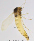 (Thienemanniola - Chir-TJ4)  @11 [ ] CreativeCommons - Attribution Non-Commercial Share-Alike (2014) NTNU University Museum, Department of Natural History NTNU University Museum, Department of Natural History