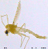  ( - TM01)  @12 [ ] CreativeCommons - Attribution Non-Commercial Share-Alike (2014) NTNU University Museum, Department of Natural History NTNU University Museum, Department of Natural History