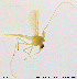  ( - TM05)  @12 [ ] CreativeCommons - Attribution Non-Commercial Share-Alike (2014) NTNU University Museum, Department of Natural History NTNU University Museum, Department of Natural History