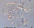  (Tanytarsus giovannii - To122)  @11 [ ] CreativeCommons - Attribution Non-Commercial Share-Alike (2016) NTNU University Museum, Department of Natural History NTNU University Museum, Department of Natural History