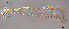  (Pontomyia - To510)  @12 [ ] CreativeCommons - Attribution Non-Commercial Share-Alike (2015) NTNU University Museum, Department of Natural History NTNU University Museum, Department of Natural History