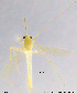  (Tanytarsus simantoteuus - WX09)  @13 [ ] CreativeCommons - Attribution Non-Commercial Share-Alike (2014) NTNU University Museum, Department of Natural History NTNU University Museum, Department of Natural History
