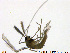  (Tanytarsus dawai - XL110)  @13 [ ] CreativeCommons - Attribution Non-Commercial Share-Alike (2014) NTNU University Museum, Department of Natural History NTNU University Museum, Department of Natural History