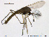  ( - XL120)  @11 [ ] CreativeCommons - Attribution Non-Commercial Share-Alike (2015) NTNU University Museum, Department of Natural History NTNU University Museum, Department of Natural History