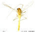  ( - XL177)  @11 [ ] CreativeCommons - Attribution Non-Commercial Share-Alike (2014) NTNU University Museum, Department of Natural History NTNU University Museum, Department of Natural History