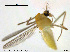  (Tanytarsus sp. 8XL - XL205)  @11 [ ] CreativeCommons - Attribution Non-Commercial Share-Alike (2014) NTNU University Museum, Department of Natural History NTNU University Museum, Department of Natural History
