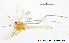  (Tanytarsus yunosecundus - XL257)  @13 [ ] CreativeCommons - Attribution Non-Commercial Share-Alike (2015) NTNU University Museum, Department of Natural History NTNU University Museum, Department of Natural History