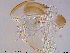  ( - XL348)  @11 [ ] CreativeCommons - Attribution Non-Commercial Share-Alike (2015) NTNU University Museum, Department of Natural History NTNU University Museum, Department of Natural History
