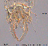  ( - XL369)  @11 [ ] CreativeCommons - Attribution Non-Commercial Share-Alike (2015) NTNU University Museum, Department of Natural History NTNU University Museum, Department of Natural History