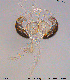  (Tanytarsus angulatus - XL410)  @11 [ ] CreativeCommons - Attribution Non-Commercial Share-Alike (2015) NTNU University Museum, Department of Natural History NTNU University Museum, Department of Natural History