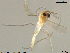  (Tanytarsus sp. 26XL - XL548)  @12 [ ] CreativeCommons - Attribution Non-Commercial Share-Alike (2016) NTNU University Museum, Department of Natural History NTNU University Museum, Department of Natural History