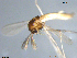  (Tanytarsus albisutus - XL564)  @12 [ ] CreativeCommons - Attribution Non-Commercial Share-Alike (2016) NTNU University Museum, Department of Natural History NTNU University Museum, Department of Natural History