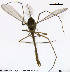  ( - XL64)  @12 [ ] CreativeCommons - Attribution Non-Commercial Share-Alike (2014) NTNU University Museum, Department of Natural History NTNU University Museum, Department of Natural History
