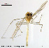  (Tanytarsus shoudigitatus - XL84)  @13 [ ] CreativeCommons - Attribution Non-Commercial Share-Alike (2014) NTNU University Museum, Department of Natural History NTNU University Museum, Department of Natural History