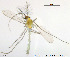  (Tanytarsus curticornis - XL99)  @13 [ ] CreativeCommons - Attribution Non-Commercial Share-Alike (2014) NTNU University Museum, Department of Natural History NTNU University Museum, Department of Natural History