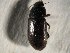  (Blapstinus punctulatus - CNP-CEI-0130)  @11 [ ] No Rights Reserved (2015) Fernando Martinez CENPAT