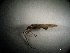  ( - CNP-CEI-0248)  @11 [ ] No Rights Reserved (2017) Unspecified Centro Nacional Patagonico