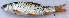 ( - BET25)  @11 [ ] Copyright (2017) PHCDBS PAUL HEBERT CENTRE FOR DNA BARCODING AND BIODIVERSITY STUDIES