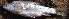  ( - MOH79)  @11 [ ] Copyright (2017) PHCDBS PAUL HEBERT CENTRE FOR DNA BARCODING AND BIODIVERSITY STUDIES