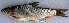  ( - TPNAV 504)  @11 [ ] Copyright (2017) PHCDBS PAUL HEBERT CENTRE FOR DNA BARCODING AND BIODIVERSITY STUDIES