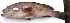  ( - TPRAN 360)  @11 [ ] Copyright (2017) PHCDBS PAUL HEBERT CENTRE FOR DNA BARCODING AND BIODIVERSITY STUDIES