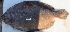  ( - TPRAN 653)  @11 [ ] Copyright (2017) PHCDBS PAUL HEBERT CENTRE FOR DNA BARCODING AND BIODIVERSITY STUDIES
