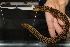  ( - RTNC_413)  @11 [ ] CreativeCommons - Attribution Non-Commercial Share-Alike (2023) Nicolas Charpin Museum National d'Histoire Naturelle, Paris