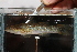  ( - RTNC_415)  @11 [ ] CreativeCommons - Attribution Non-Commercial Share-Alike (2023) Nicolas Charpin Museum National d'Histoire Naturelle, Paris