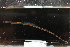  ( - RTNC_495)  @11 [ ] CreativeCommons - Attribution Non-Commercial Share-Alike (2023) Nicolas Charpin Museum National d'Histoire Naturelle, Paris