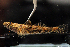  (Psammogobius cf. biocellatus - RTNC_104)  @11 [ ] CreativeCommons - Attribution Non-Commercial Share-Alike (2021) Charpin Nicolas Museum National d'Histoire Naturelle, Paris
