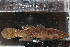  ( - RTNC_238)  @11 [ ] CreativeCommons - Attribution Non-Commercial Share-Alike (2022) Charpin Nicolas Museum National d'Histoire Naturelle, Paris