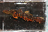  ( - RTNC_272)  @11 [ ] CreativeCommons - Attribution Non-Commercial Share-Alike (2022) Charpin Nicolas Museum National d'Histoire Naturelle, Paris