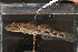  ( - RTNC_285)  @11 [ ] CreativeCommons - Attribution Non-Commercial Share-Alike (2022) Charpin Nicolas Museum National d'Histoire Naturelle, Paris