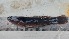  (Eleotris klunzingerii - 19272)  @11 [ ] Copyright (2022) Unspecified OCEA Consult