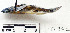  ( - 17992)  @11 [ ] Copyright (2022) Unspecified Museum National d'Histoire Naturelle, Paris