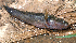  ( - SEY-02)  @11 [ ] CreativeCommons - Attribution Share-Alike (2024) Philippe Keith Museum national d'Histoire naturelle