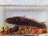  ( - 12584)  @11 [ ] Copyright (2024) Unspecified Museum national d'Histoire naturelle