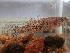  ( - 12728)  @11 [ ] Copyright (2024) Unspecified Museum national d'Histoire naturelle