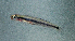  (Parioglossus - 19209)  @11 [ ] CreativeCommons - Attribution Share-Alike (2024) Philippe Keith Museum national d'Histoire naturelle