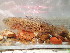  ( - 12734_Sey)  @11 [ ] Copyright (2024) Unspecified Museum national d'Histoire naturelle