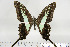  ( - BC-TB6884)  @14 [ ] Copyright (2010) Thierry Bouyer Research Collection of Thierry Bouyer