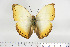  (Cymothoe reinholdi - BC-TB6906)  @14 [ ] Copyright (2010) Thierry Bouyer Research Collection of Thierry Bouyer