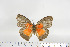  ( - BC-TB6910)  @13 [ ] Copyright (2010) Thierry Bouyer Research Collection of Thierry Bouyer