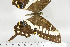  ( - BC-TB6943)  @12 [ ] Copyright (2010) Thierry Bouyer Research Collection of Thierry Bouyer