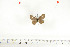  (Alaena oberthueri - BC-TB6953)  @13 [ ] Copyright (2010) Thierry Bouyer Research Collection of Thierry Bouyer