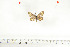  (Alaena brainei - BC-TB6960)  @13 [ ] Copyright (2010) Thierry Bouyer Research Collection of Thierry Bouyer